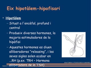 Eix hipotàlem-hipofisari Hipotàlem Situat a l'encèfal, profund i central Produeix diverses hormones, la majoria estimuladores de la hipòfisi Aquestes hormones es diuen alliberadores “releasing”, i les seves sigles solen acabar en ...RH (p.ex. TRH – Hormona alliberadora de la TSH)‏ 
