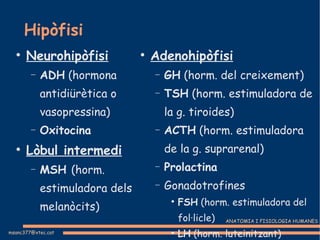 Hipòfisi Neurohipòfisi ADH  (hormona antidiürètica o vasopressina)‏ Oxitocina Lòbul intermedi MSH  (horm. estimuladora dels melanòcits)‏ Adenohipòfisi GH  (horm. del creixement)‏ TSH  (horm. estimuladora de la g. tiroides)‏ ACTH  (horm. estimuladora de la g. suprarenal)‏ Prolactina Gonadotrofines FSH  (horm. estimuladora del fol·licle)‏ LH  (horm. luteinitzant)‏ 