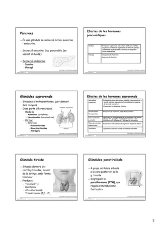 Efectes de les hormones
     Pàncrees
                                                                                       pancreàtiques
          És una glàndula de secreció mitxa: exocrina
          i endocrina
                                                                                          Insulina             Disminueix la glucèmia, afavorint la utilització cel·lular
                                                                                                                de glucosa pel múscul, augmentant la síntesi de glicogen
                                                                                                                i disminuint la glicogenòlisi. Afavoreix la lipogènesi.
          Secreció exocrina: Suc pancreàtic (es                                                                 Efecte anabolitzant
          vessat al duodè)                                                                Glucagó              Antagonista de l’anterior.
                                                                                                               Augmenta la glucèmia

          Secreció endocrina:
            −   Insulina
            −   Glucagó
                                                    ANATOMIA I FISIOLOGIA HUMANES                                                                     ANATOMIA I FISIOLOGIA HUMANES

msanc377@xtec.cat                                                                   msanc377@xtec.cat




     Glàndules suprarenals                                                             Efectes de les hormones suprarenals
                                                                                          Adrenalina             Estimulació potent del sistema simpàtic (vasoconstricció a
          Situades al retroperitoneu, just damunt                                         Epinefrina              la pell, midriasi, taquicàrdia, broncodilatació, augment
                                                                                                                  de la tensió arterial...)
          dels ronyons                                                                                           Prepara per les situacions d’alerta
          Dues parts diferenciades:
            −   Medul·la:                                                                 Noradrenalina          Precursora de l’anterior, amb efectes similars
                                                                                          Norepinefrina
                    Adrenalina (epinefrina)
                    Noradrenalina (norepinefrina)                                         Glucocorticoides       Intervenen en el metabolisme de les proteïnes i els glúcids.
                                                                                                                 Afecten el to muscular, l’estimulació nerviosa i són
            −   Còrtex:                                                                   (cortisol)             inhibidors de la inflamació, l’al·lèrgia i la immunitat
                    Esteroides                                                            Mineralcorticoides     Retenció de sodi i eliminació de potassi. Regulació hídrica
                     − Glucocorticoides                                                   (aldosterona)
                     − Mineralcorticoides                                                 Andrògens              Aparició de caràcters sexuals secundaris masculins
                     − Andrògens
                                                    ANATOMIA I FISIOLOGIA HUMANES                                                                     ANATOMIA I FISIOLOGIA HUMANES

msanc377@xtec.cat                                                                   msanc377@xtec.cat




     Glàndula tiroide                                                                    Glàndules paratiroïdals

          Situada darrera del
                                                                                              4 grups cel·lulars situats
          cartílag tiroides, davant
                                                                                              a la cara posterior de la
          de la laringe, amb forma
                                                                                              g. tiroide
          bilobular
                                                                                              Segreguen la
          Produeix:
                                                                                              parathormona (PTH), que
            −   Tiroxina (T4)
            −   Calcitonina                                                                   regula el metabolisme
            −   Altres hormones:                                                              fosfocàlcic
                Triiodotironina (T3) i rT3
                                                    ANATOMIA I FISIOLOGIA HUMANES                                                                     ANATOMIA I FISIOLOGIA HUMANES

msanc377@xtec.cat                                                                   msanc377@xtec.cat




                                                                                                                                                                                      3
 