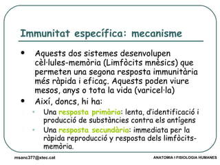 Immunitat específica: mecanisme Aquests dos sistemes desenvolupen cèl·lules-memòria (Limfòcits mnèsics) que permeten una segona resposta immunitària més ràpida i eficaç. Aquests poden viure mesos, anys o tota la vida (varicel·la) Així, doncs, hi ha: Una  resposta primària : lenta, d’identificació i producció de substàncies contra els antígens Una  resposta secundària : immediata per la ràpida reproducció y resposta dels limfòcits-memòria . 