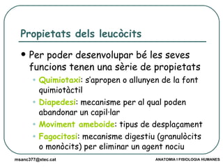 Propietats dels leucòcits Per poder desenvolupar bé les seves funcions tenen una sèrie de propietats Quimiotaxi : s’apropen o allunyen de la font quimiotàctil Diapedesi : mecanisme per al qual poden abandonar un capil·lar Moviment ameboide : tipus de desplaçament Fagocitosi : mecanisme digestiu (granulòcits o monòcits) per eliminar un agent nociu 