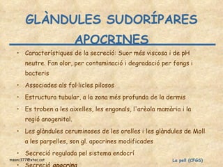 CFGS La pell - glàndules | PPT