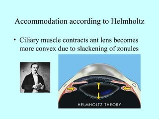 Accommodation according to Helmholtz
• Ciliary muscle contracts ant lens becomes
more convex due to slackening of zonules
 