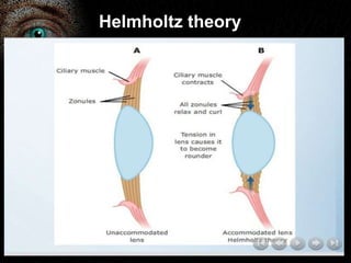 Helmholtz theory 
 