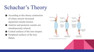 Schachar’s Theory
● According to this theory contraction
of ciliary muscle increased
equatorial zonular tension.
● Anterior and posterior zonules are
simultaneously relaxed.
● Central surfaces of the lens steepen.
● Peripheral surfaces of the lens
flatten.
 