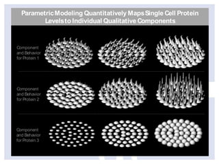 Parametric Modeling Quantitatively Maps Single Cell Protein
Levels to Individual Qualitative Components

Component
and Behavior
for Protein 1

Component
and Behavior
for Protein 2

Component
and Behavior
for Protein 3

 