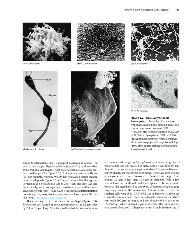 Prescott Microbiology 7th Edition.pdf