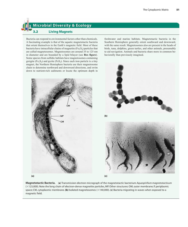 Prescott Microbiology 7th Edition.pdf