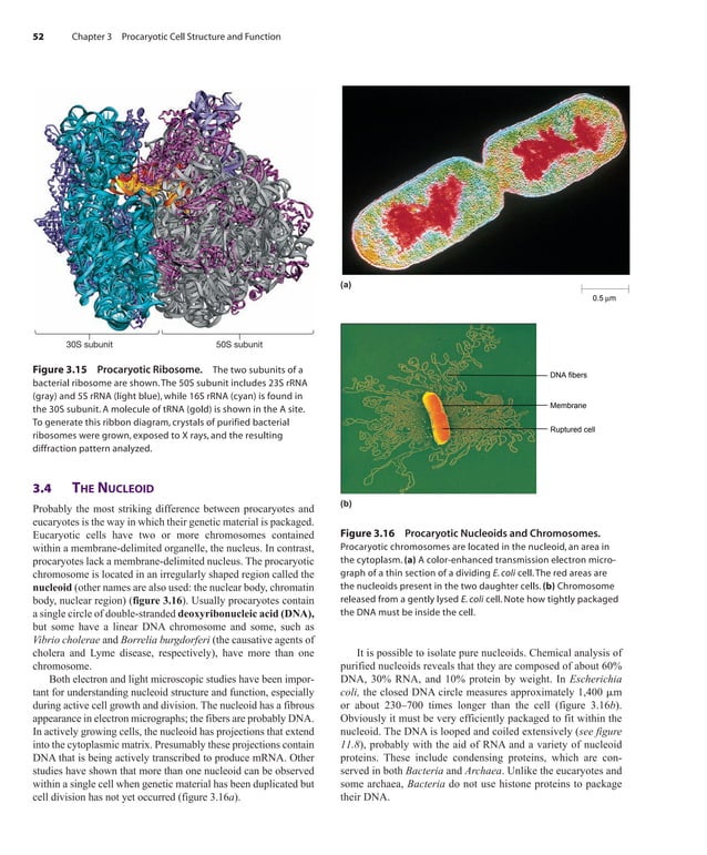Prescott Microbiology 7th Edition.pdf