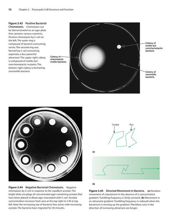 Prescott Microbiology 7th Edition.pdf