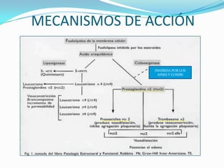 MECANISMOS DE ACCIÓN

INHIBIDA POR LOS
AINES Y COXIBS

 