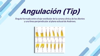 Angulación (Tip)
Ángulo formado entre el eje vestibular de la corona clínica de los dientes
y una línea perpendicular al plano oclusal de Andrews.
 