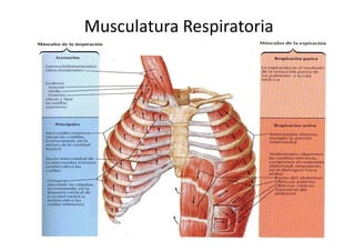 Musculatura Respiratoria
 