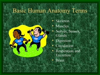 Basic Human Anatomy Terms Skeleton Muscles Nerves, Senses, Glands Digestion Circulation Respiration and Excretion Brain 