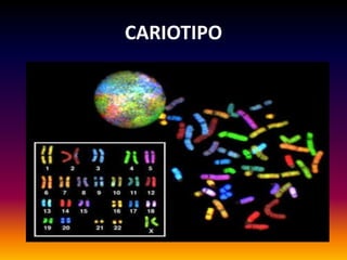 CARIOTIPO
 