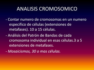 ANALISIS CROMOSOMICO
- Contar numero de cromosomas en un numero
   especifico de células (extensiones de
   metafases). 10 a 15 células.
- Análisis del Patrón de Bandas de cada
   cromosoma individual en esas células.3 a 5
   extensiones de metafases.
- Mosaicismos, 30 o mas células.
 