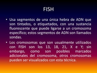 FISH
• Usa segmentos de una única hebra de ADN que
  son tintados, o etiquetados, con una sustancia
  fluorescente que puede ligarse a un cromosoma
  específico; estos segmentos de ADN son llamados
  sondas.
• Los cromosomas que son usualmente utilizados
  con FISH son los 13, 18, 21, X e Y; sin
  embargo, como son posibles marcados
  adicionales del cromosoma, otros cromosomas
  pueden ser visualizados con esta técnica.
 