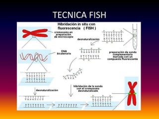 TECNICA FISH
 