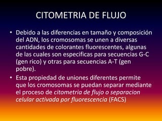 CITOMETRIA DE FLUJO
• Debido a las diferencias en tamaño y composición
  del ADN, los cromosomas se unen a diversas
  cantidades de colorantes fluorescentes, algunas
  de las cuales son especificas para secuencias G-C
  (gen rico) y otras para secuencias A-T (gen
  pobre).
• Esta propiedad de uniones diferentes permite
  que los cromosomas se puedan separar mediante
  el proceso de citometria de flujo o separacion
  celular activada por fluorescencia (FACS)
 