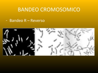 Pres cromosomas | PPT