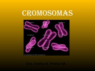 CROMOSOMAS




Dra. Fedra N. Prieto M.
 