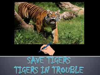 SAVE TIGERS TIGERS IN TROUBLE 