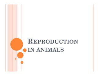 RREPRODUCTION
IN ANIMALS
 