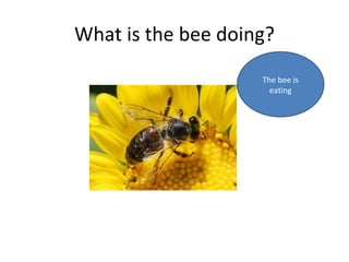 What is the bee doing? The bee is eating 