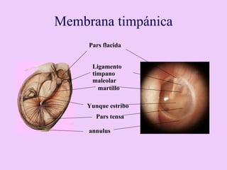 Membrana timpánica Pars flacida Ligamento timpano maleolar martillo Yunque estribo Pars tensa annulus 