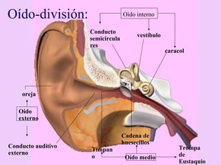 Oído-división: oreja Oído externo Conducto auditivo externo Conducto semicirculares vestíbulo caracol Oído interno Trompa de Eustaquio Cadena de huesecillos Tímpano Oído medio 