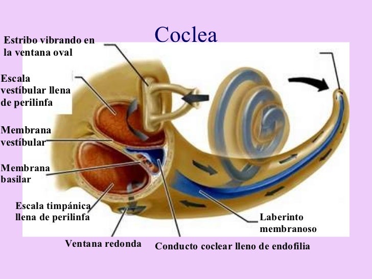 vestibulo funcion oido el oido vestibulo funcion oido el oido