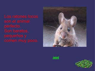 Los ratones locos son el animal perfecto. Son baratos, pequeños y comen muy poco. 300$