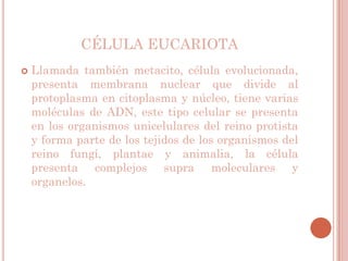 CÉLULA EUCARIOTA
   Llamada también metacito, célula evolucionada,
    presenta membrana nuclear que divide al
    protoplasma en citoplasma y núcleo, tiene varias
    moléculas de ADN, este tipo celular se presenta
    en los organismos unicelulares del reino protista
    y forma parte de los tejidos de los organismos del
    reino fungí, plantae y animalia, la célula
    presenta complejos supra moleculares y
    organelos.
 