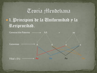  1.Principios de la Uniformidad y la
Reciprocidad.
Generación Paterna AA + aa
Genomas A A a a
Filial 1 (F1) Aa Aa Aa Aa