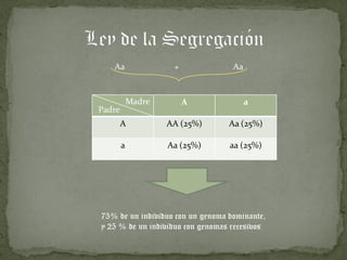 Aa + Aa
Madre A a
Padre
A AA (25%) Aa (25%)
a Aa (25%) aa (25%)
75% de un individuo con un genoma dominante,
y 25 % de un individuo con genomas recesivos