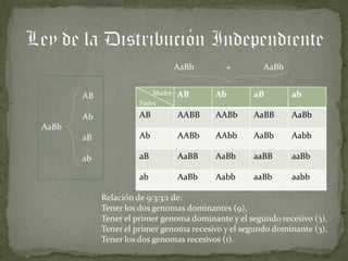 AaBb + AaBb
AB Madre AB Ab aB ab
Padre
Ab AB AABB AABb AaBB AaBb
AaBb
aB Ab AABb AAbb AaBb Aabb
ab aB AaBB AaBb aaBB aaBb
ab AaBb Aabb aaBb aabb
Relación de 9:3:3:1 de:
Tener los dos genomas dominantes (9),
Tener el primer genoma dominante y el segundo recesivo (3),
Tener el primer genoma recesivo y el segundo dominante (3),
Tener los dos genomas recesivos (1).