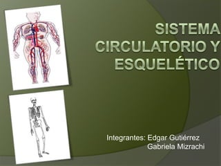 Sistema Circulatorio y esquelético Integrantes: Edgar Gutiérrez                     Gabriela Mizrachi 