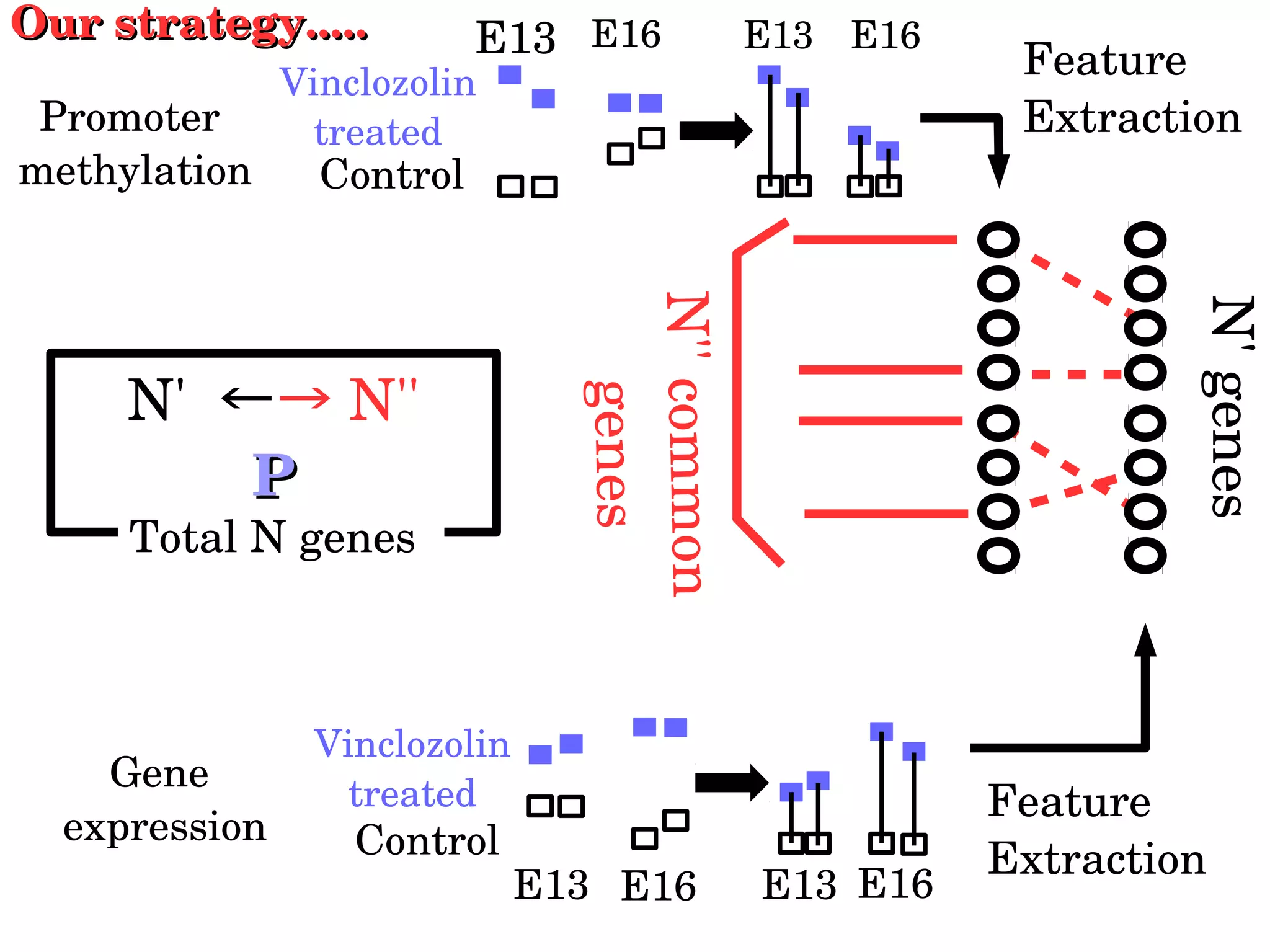 N'' common 
genes
Feature
Extraction
N' genes
Feature
Extraction
Promoter 
methylation
Vinclozolin 
treated
Control
E13 E16 E13 E16
Gene 
expression
Vinclozolin 
treated
Control
E13 E16 E13 E16
Our strategy.....Our strategy.....
N'  ←→ N''
  PP  
Total N genes
 
