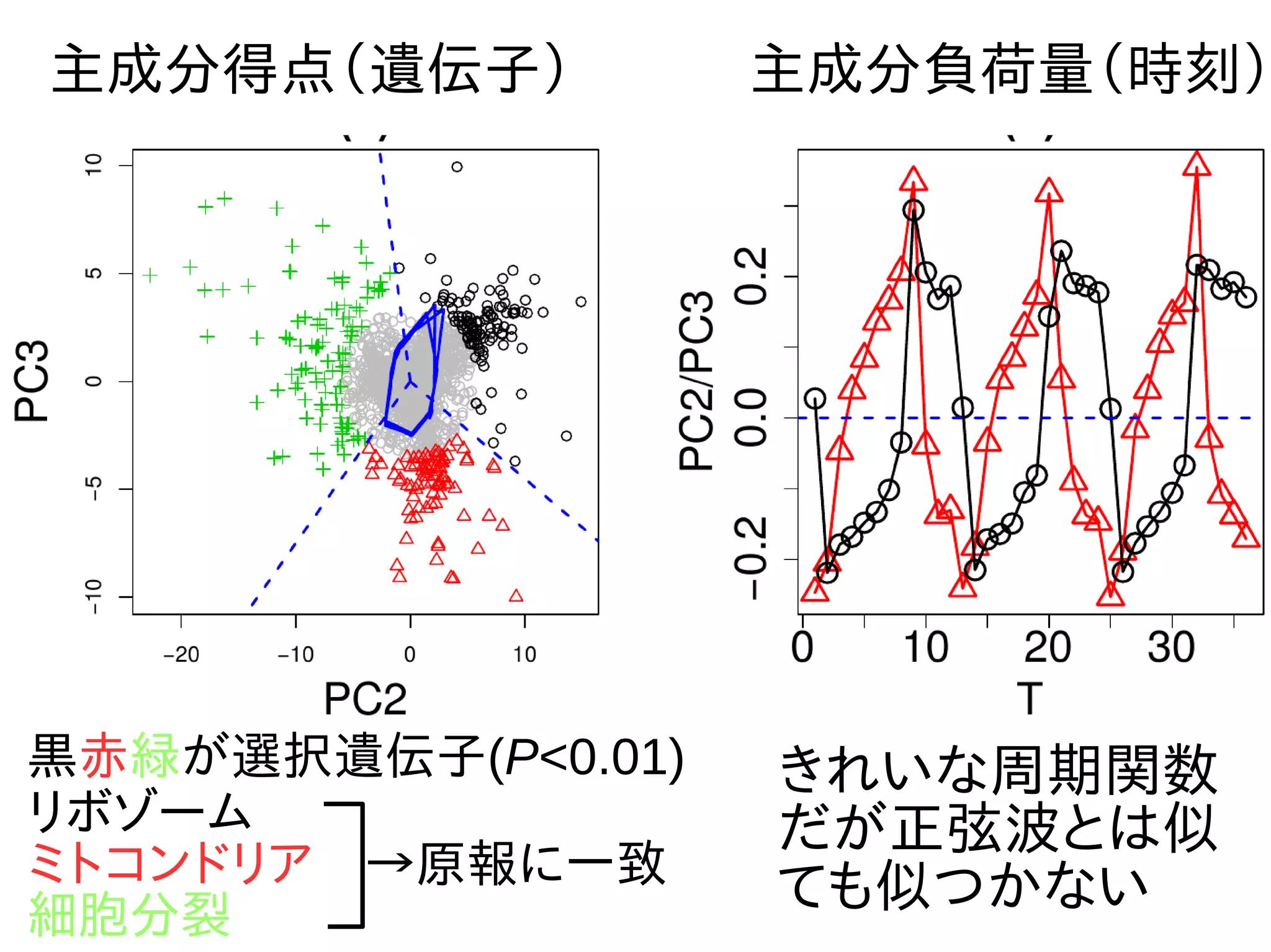 主成分得点（遺伝子） 主成分負荷量（時刻）
黒赤緑が選択遺伝子(P<0.01)
リボゾーム
ミトコンドリア　→原報に一致
細胞分裂
きれいな周期関数
だが正弦波とは似
ても似つかない
 