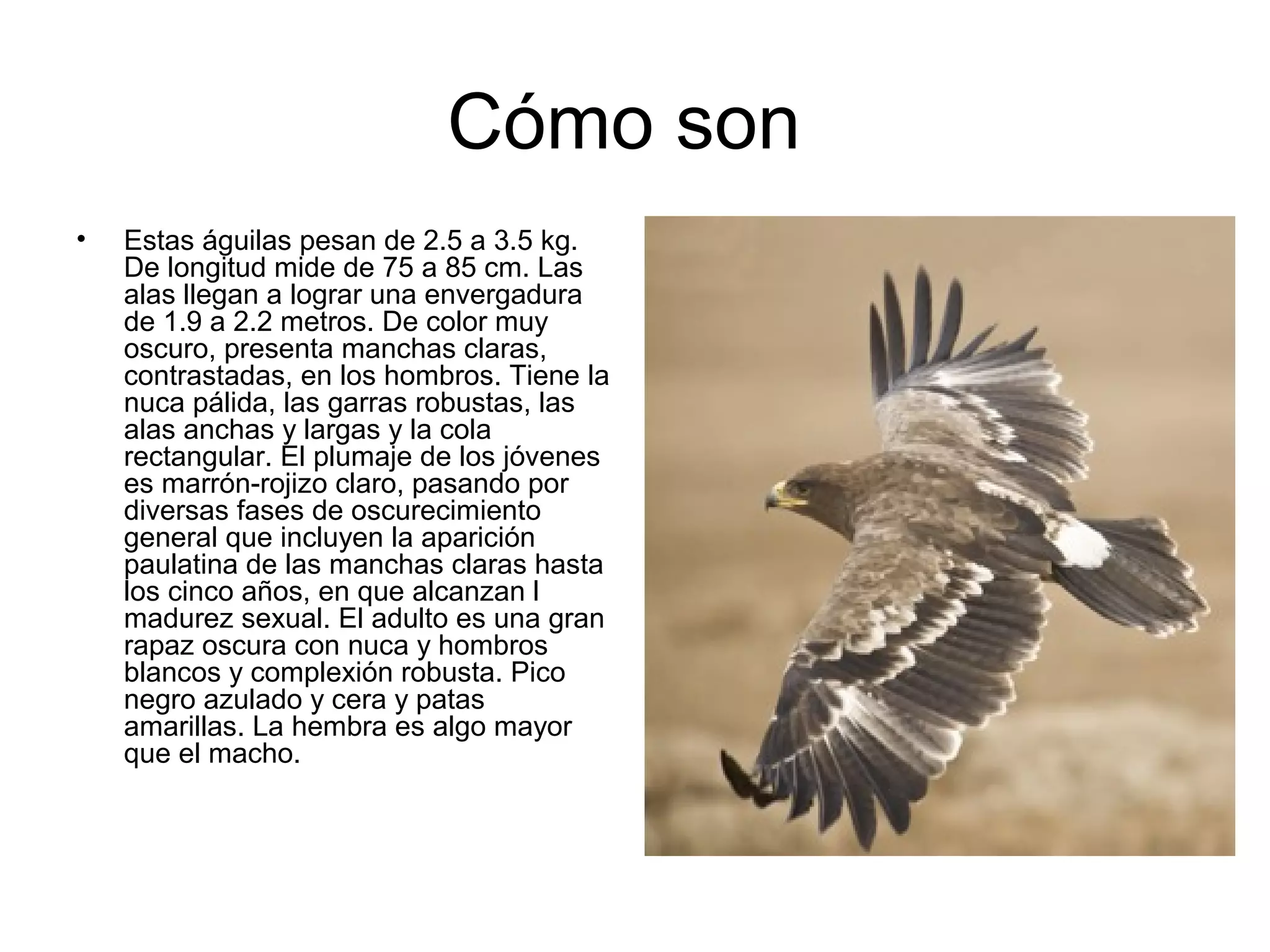 Cómo son
•   Estas águilas pesan de 2.5 a 3.5 kg.
    De longitud mide de 75 a 85 cm. Las
    alas llegan a lograr una envergadura
    de 1.9 a 2.2 metros. De color muy
    oscuro, presenta manchas claras,
    contrastadas, en los hombros. Tiene la
    nuca pálida, las garras robustas, las
    alas anchas y largas y la cola
    rectangular. El plumaje de los jóvenes
    es marrón-rojizo claro, pasando por
    diversas fases de oscurecimiento
    general que incluyen la aparición
    paulatina de las manchas claras hasta
    los cinco años, en que alcanzan l
    madurez sexual. El adulto es una gran
    rapaz oscura con nuca y hombros
    blancos y complexión robusta. Pico
    negro azulado y cera y patas
    amarillas. La hembra es algo mayor
    que el macho.
 