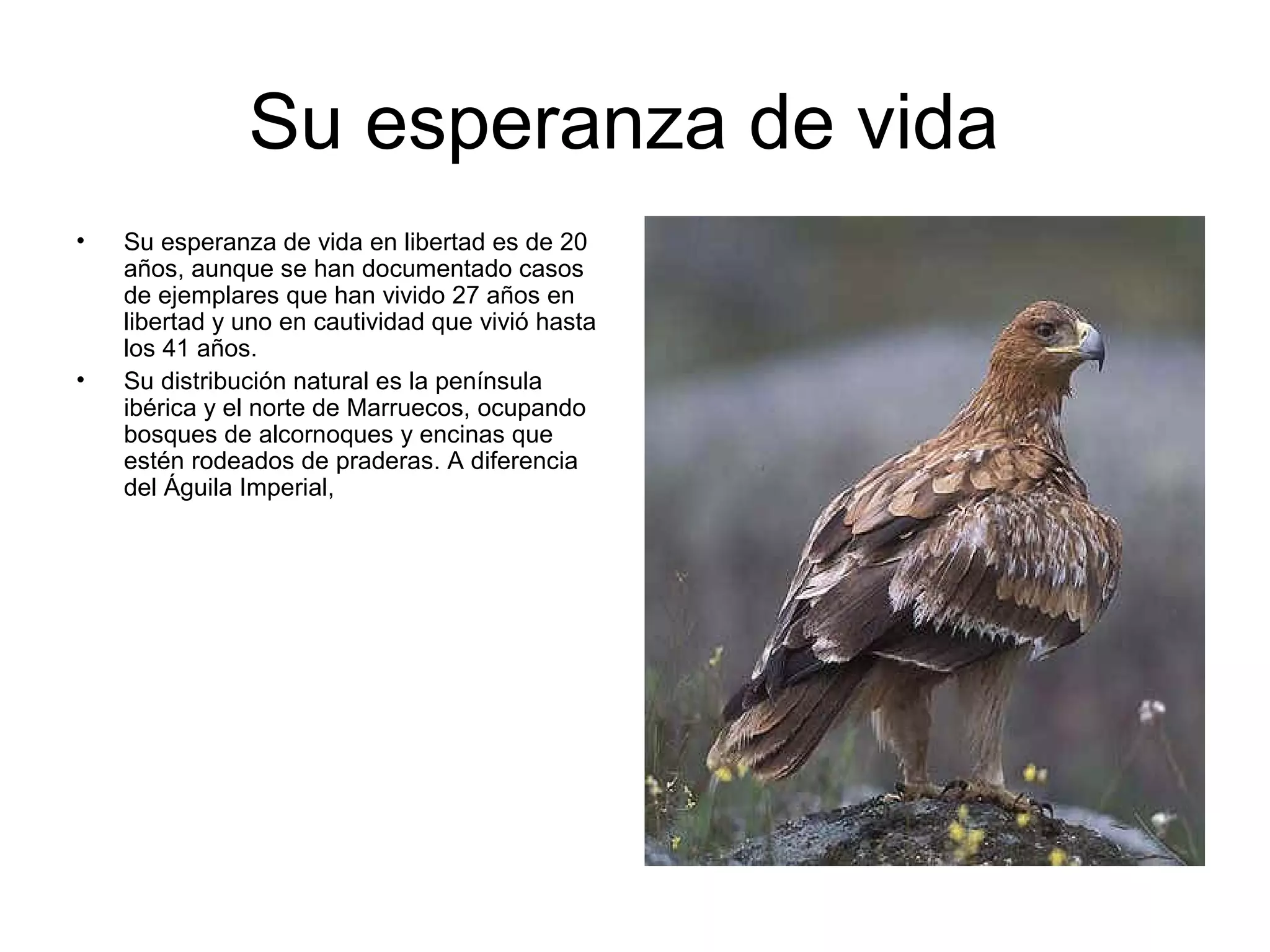 Su esperanza de vida
•   Su esperanza de vida en libertad es de 20
    años, aunque se han documentado casos
    de ejemplares que han vivido 27 años en
    libertad y uno en cautividad que vivió hasta
    los 41 años.
•   Su distribución natural es la península
    ibérica y el norte de Marruecos, ocupando
    bosques de alcornoques y encinas que
    estén rodeados de praderas. A diferencia
    del Águila Imperial,
 