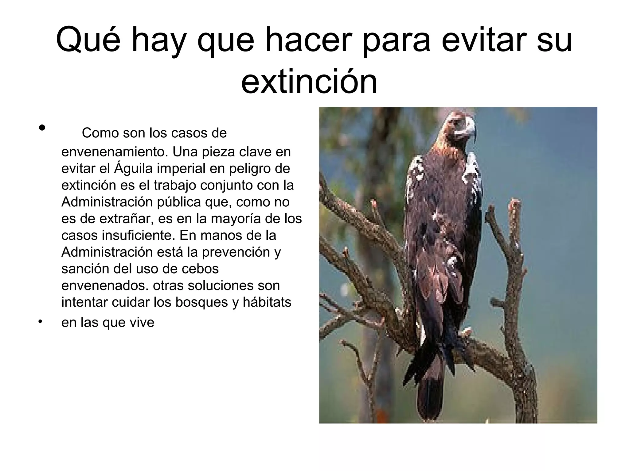 Qué hay que hacer para evitar su
              extinción
•       Como son los casos de
    envenenamiento. Una pieza clave en
    evitar el Águila imperial en peligro de
    extinción es el trabajo conjunto con la
    Administración pública que, como no
    es de extrañar, es en la mayoría de los
    casos insuficiente. En manos de la
    Administración está la prevención y
    sanción del uso de cebos
    envenenados. otras soluciones son
    intentar cuidar los bosques y hábitats
•   en las que vive
 