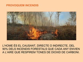 L’HOME  ÉS EL CAUSANT, DIRECTE O INDIRECTE, DEL  90% DELS INCENDIS FORESTALS QUE CADA ANY ENVIEN  A L’AIRE QUE RESPIREM TONES DE DIOXID DE CARBONI. PROVOQUEM INCENDIS 