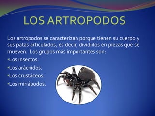 ReptilesLOS MAMÍFEROSSE CARACTERIZAN POR:Tienen su cuerpo cubierto de pelo