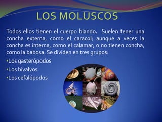 Sus extremidades tienen generalmente forma de patas