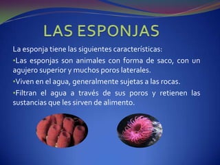 El esqueleto es muy ligero