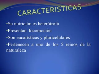 CARACTERISTICAS Su nutrición es heterótrofa