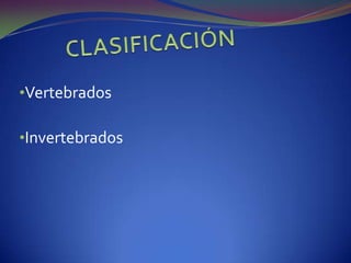Son eucarísticas y pluricelulares