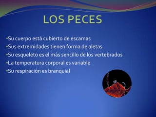 Invertebrados LOS VERTEBRADOS Mamíferos