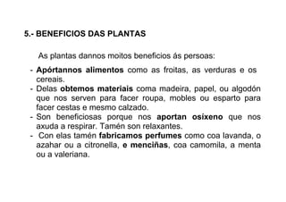 5.- BENEFICIOS DAS PLANTAS
As plantas dannos moitos beneficios ás persoas:
- Apórtannos alimentos como as froitas, as verduras e os
cereais.
- Delas obtemos materiais coma madeira, papel, ou algodón
que nos serven para facer roupa, mobles ou esparto para
facer cestas e mesmo calzado.
- Son beneficiosas porque nos aportan osíxeno que nos
axuda a respirar. Tamén son relaxantes.
- Con elas tamén fabricamos perfumes como coa lavanda, o
azahar ou a citronella, e menciñas, coa camomila, a menta
ou a valeriana.
 
